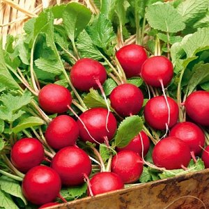 Caring for the Celeste radish hybrid to produce tasty and large fruits