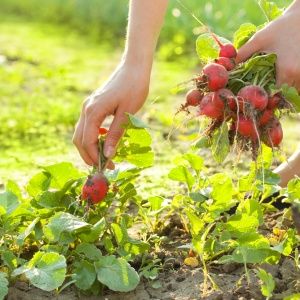 Cuidando el híbrido de rábano Celeste para que produzca frutos grandes y sabrosos