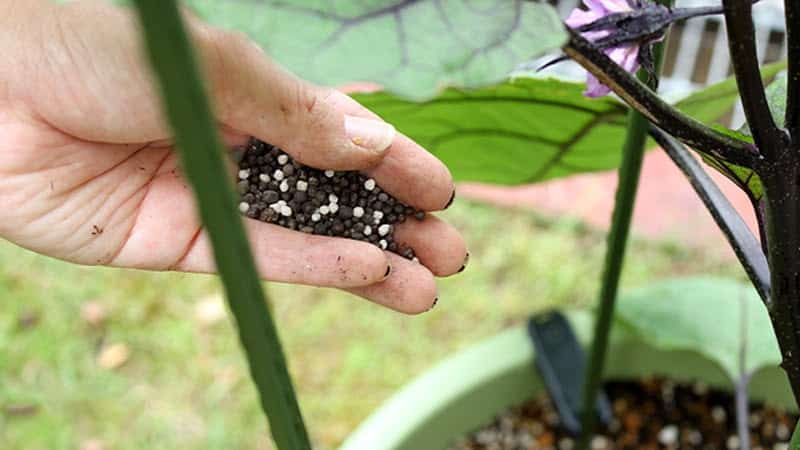 Recomendações de especialistas para cuidar de berinjelas em estufa