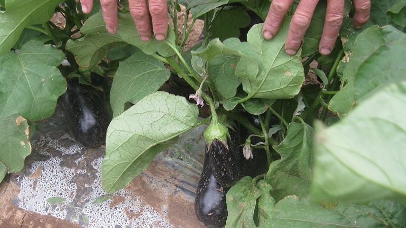 Deskundige aanbevelingen voor de verzorging van aubergines in een kas