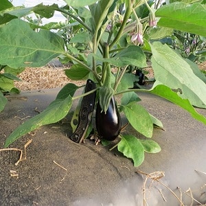 Deskundige aanbevelingen voor de verzorging van aubergines in een kas