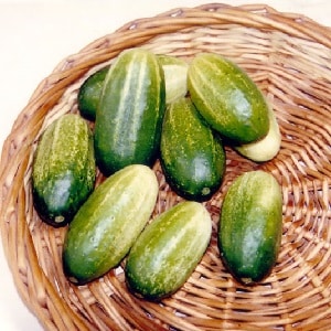 The earliest varieties of cucumbers for greenhouses and open ground