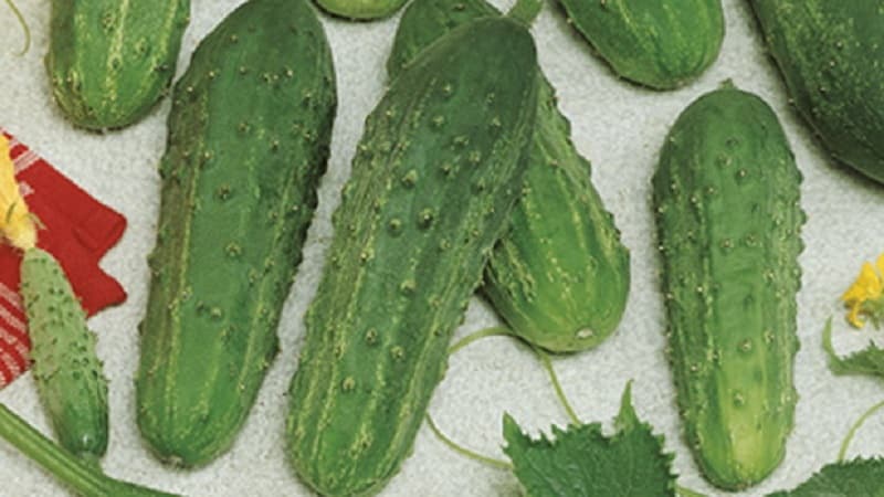 The earliest varieties of cucumbers for greenhouses and open ground