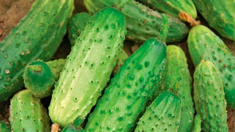 The earliest varieties of cucumbers for greenhouses and open ground