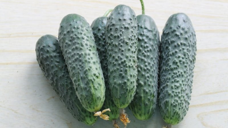 The earliest varieties of cucumbers for greenhouses and open ground