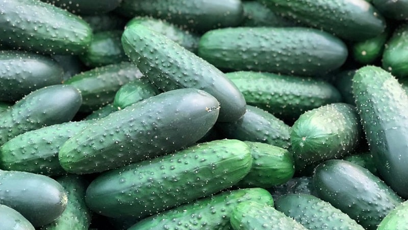 The earliest varieties of cucumbers for greenhouses and open ground