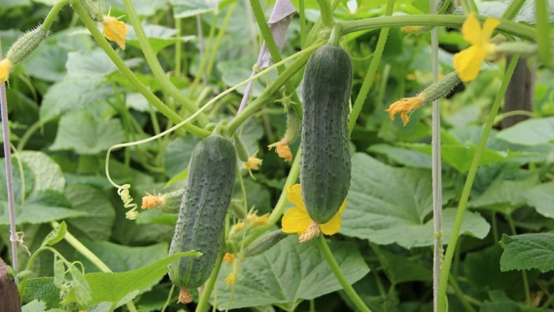 Les premières variétés de concombres pour serres et pleine terre