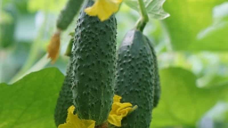 Les premières variétés de concombres pour serres et pleine terre