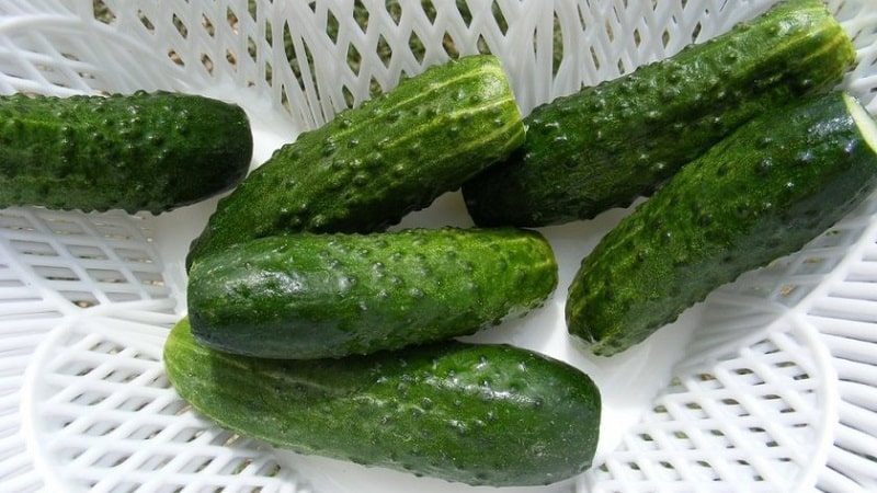 The earliest varieties of cucumbers for greenhouses and open ground