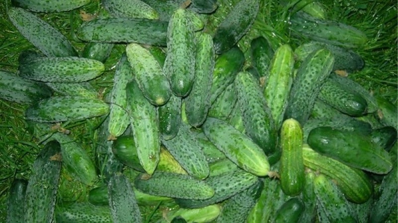 The earliest varieties of cucumbers for greenhouses and open ground