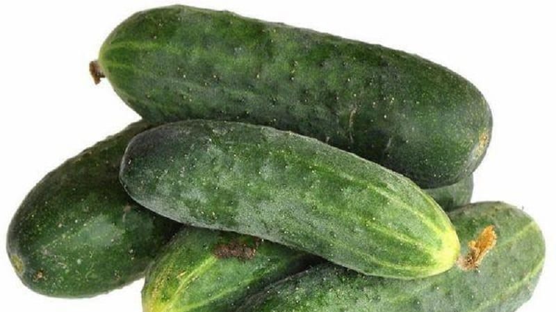 The earliest varieties of cucumbers for greenhouses and open ground