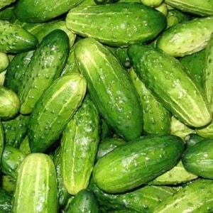 The earliest varieties of cucumbers for greenhouses and open ground