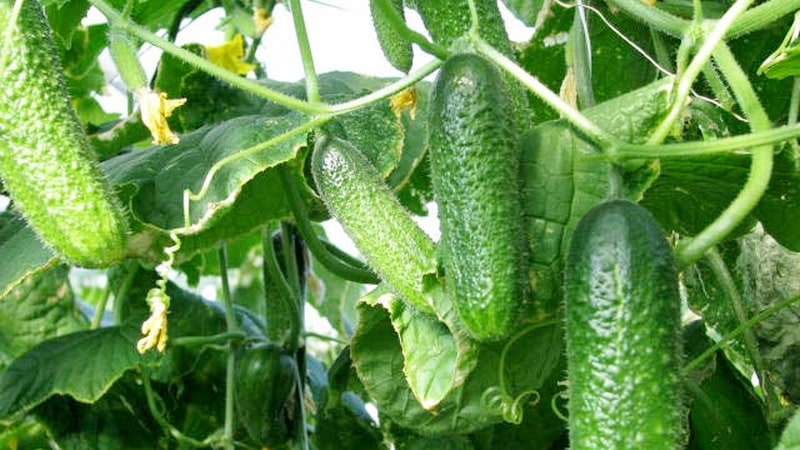 As primeiras variedades de pepinos para estufas e terrenos abertos