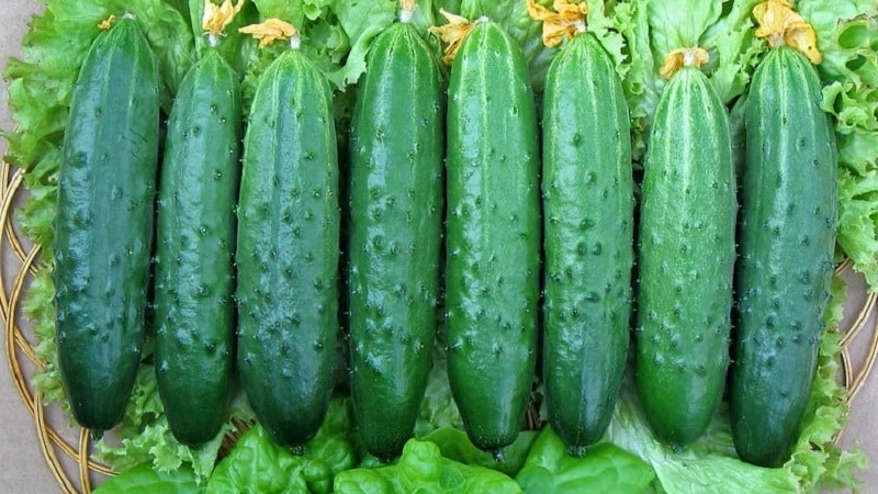 The earliest varieties of cucumbers for greenhouses and open ground