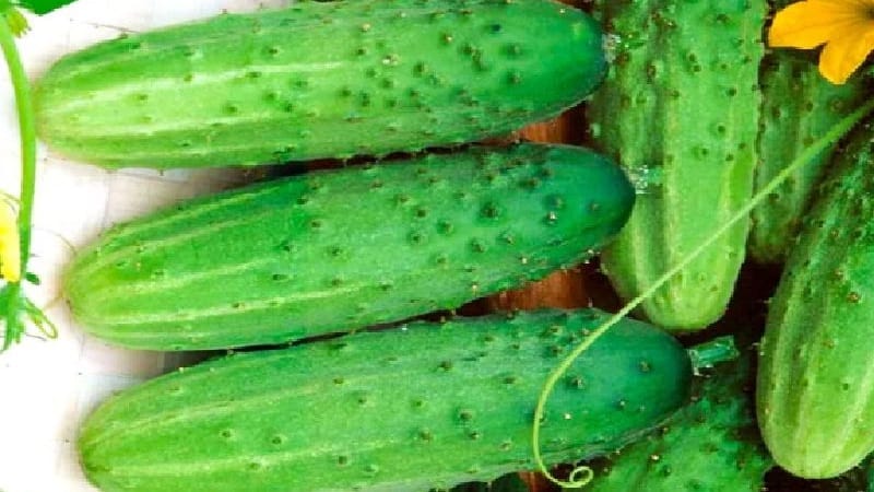 Las primeras variedades de pepinos para invernaderos y campo abierto.