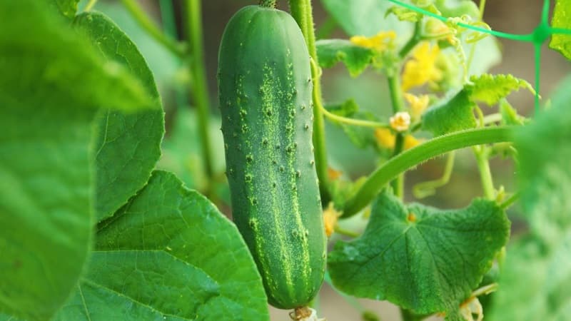 The earliest varieties of cucumbers for greenhouses and open ground