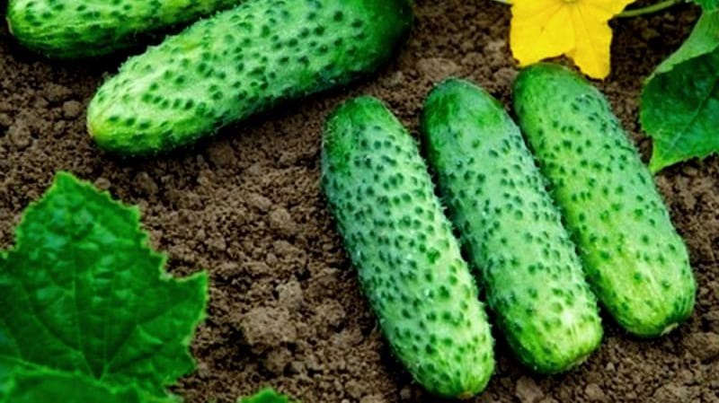 The earliest varieties of cucumbers for greenhouses and open ground