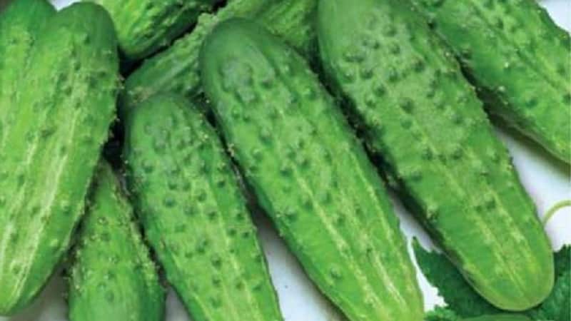 The earliest varieties of cucumbers for greenhouses and open ground