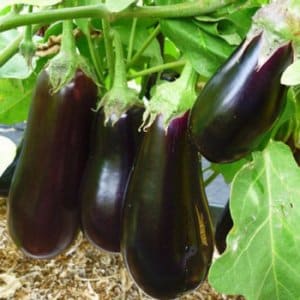 Segreti per nutrire le melanzane per un ricco raccolto