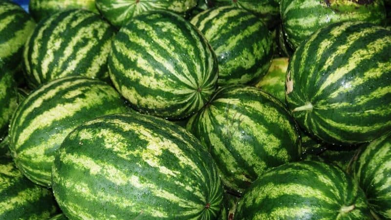 Merită să cumpărați semințe de pepene verde Producător: revizuirea soiului de către crescătorii americani, avantajele și dezavantajele sale