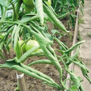 What to do if the leaves of tomatoes in a greenhouse curl?