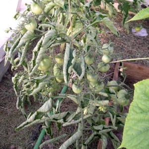 ¿Qué hacer si las hojas de los tomates en un invernadero se rizan?