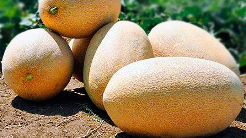 Melone uzbeko dolce e aromatico Gulyabi: come scegliere e come coltivarlo da soli