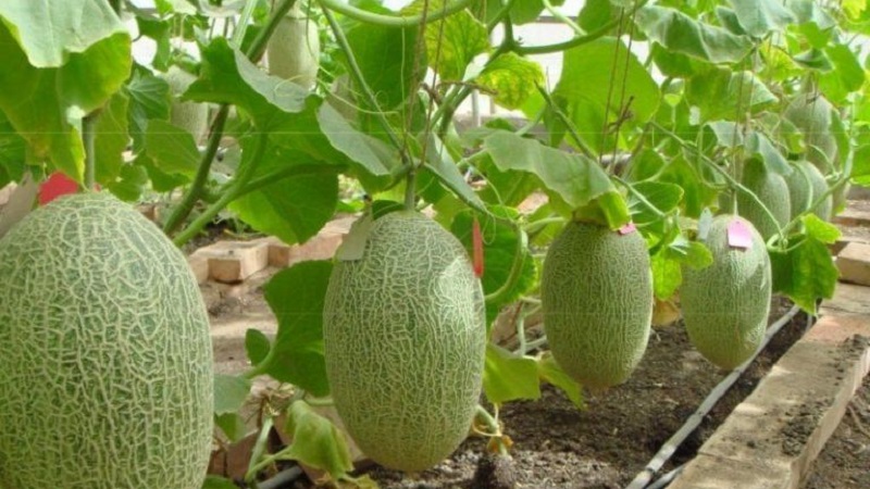 Melon ouzbek sucré et aromatique Gulyabi : comment le choisir et comment le cultiver soi-même