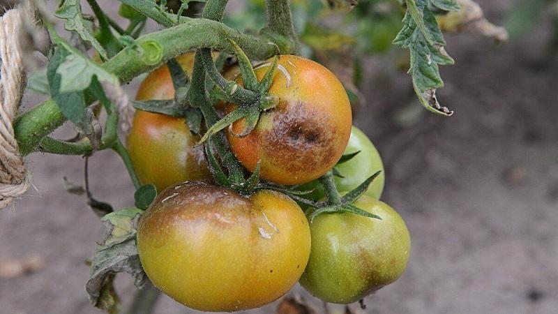 Què fer si apareixen taques marrons als tomàquets: fotos dels tomàquets afectats i maneres de salvar-los