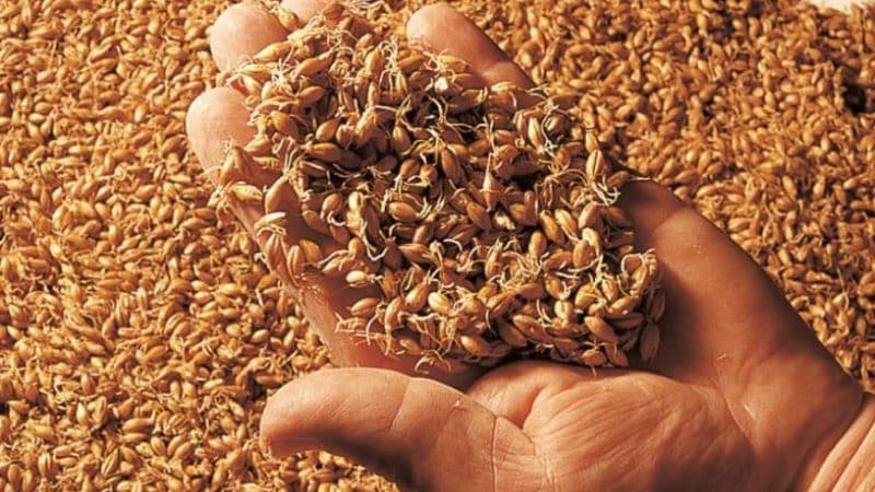 How to make malt from barley at home