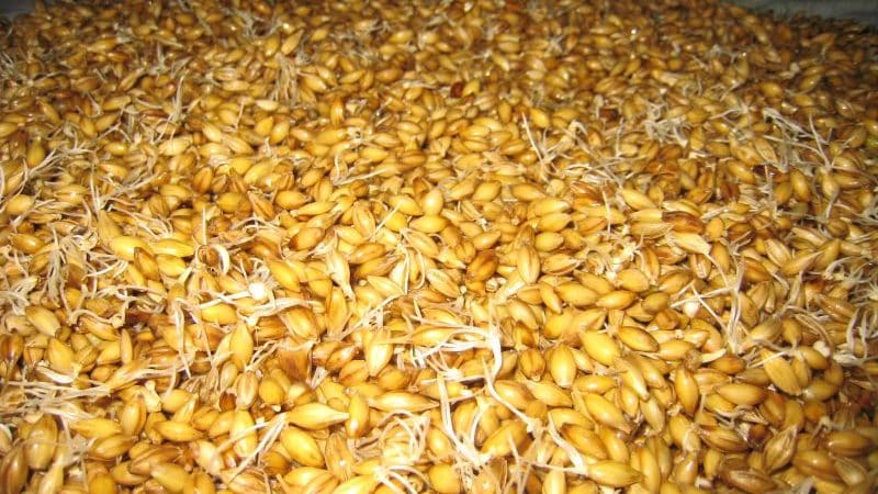 Paano gumawa ng malt mula sa barley sa bahay