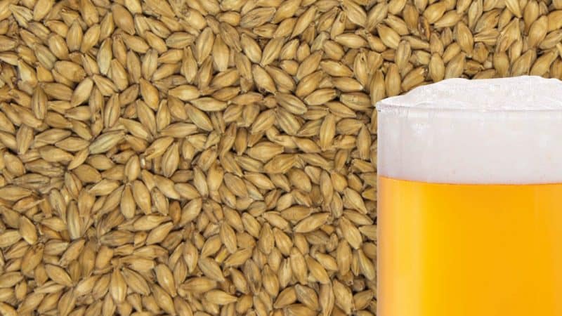 How to make malt from barley at home