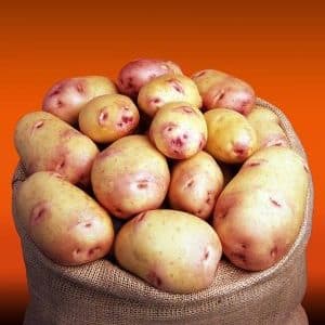 Potato variety Galaxy with excellent taste and long shelf life