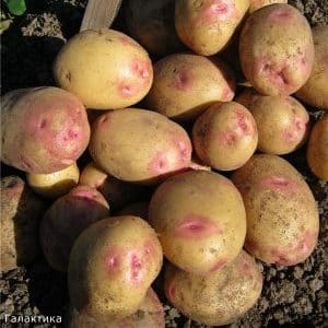 Potato variety Galaxy with excellent taste and long shelf life