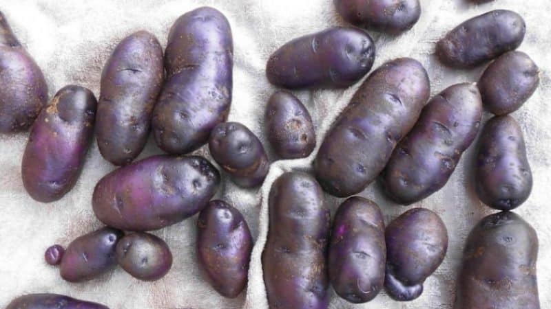 Variété de pomme de terre de table amateur Gypsy à peau violette et chair blanche