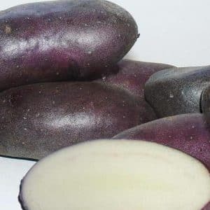 Varietat de patata morada d'alt rendiment Blat de moro de criadors domèstics