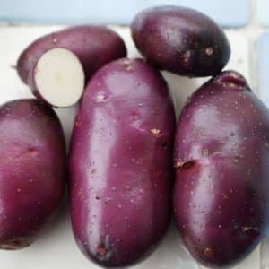 Varietat de patata morada d'alt rendiment Blat de moro de criadors domèstics