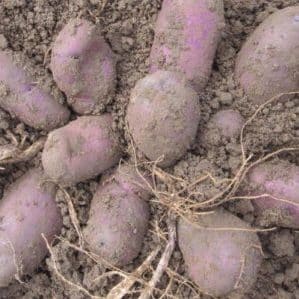 Naminių veisėjų derlinga violetinė bulvių veislė Rugiagėlė