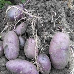 Variedad de papa morada de alto rendimiento Aciano de criadores nacionales