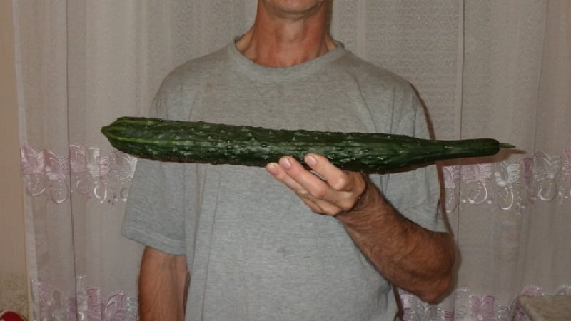 Mid-early hybrid of cucumbers. A real man with stable, strong bushes and large fruits.