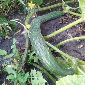 Híbrido medio-temprano de pepinos. Un verdadero hombre con arbustos fuertes y estables y frutos grandes.