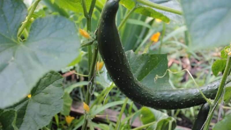 Híbrido medio-temprano de pepinos. Un verdadero hombre con arbustos fuertes y estables y frutos grandes.