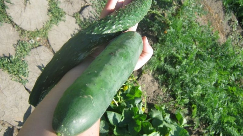 Híbrido medio-temprano de pepinos. Un verdadero hombre con arbustos fuertes y estables y frutos grandes.