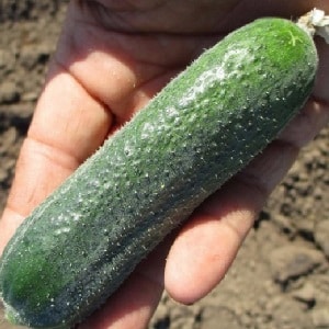 Mid-early self-pollinating cucumber Patti: mga lihim ng teknolohiyang pang-agrikultura at mga pagsusuri sa pag-aani