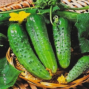 Mid-season hybrid ng mga cucumber Prestige mula sa mga domestic breeder