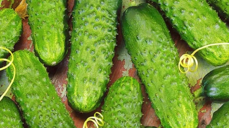 Mid-season hybrid ng mga cucumber Prestige mula sa mga domestic breeder