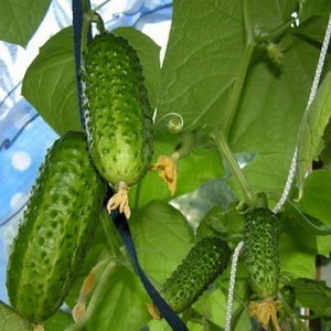 Mid-season hybrid ng mga cucumber Prestige mula sa mga domestic breeder