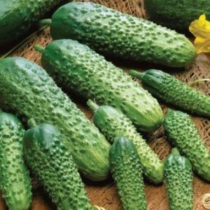 Mid-season hybrid ng mga cucumber Prestige mula sa mga domestic breeder