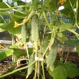 Mid-season hybrid ng mga cucumber Prestige mula sa mga domestic breeder