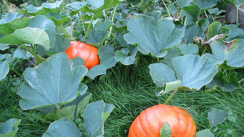 When to harvest pumpkins in the Moscow region and how to do it correctly: features of growing and harvesting